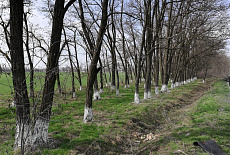 Субботник весна-2019