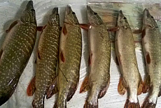 Корпоративная Рыбалка на базе отдыха "Лагутник".